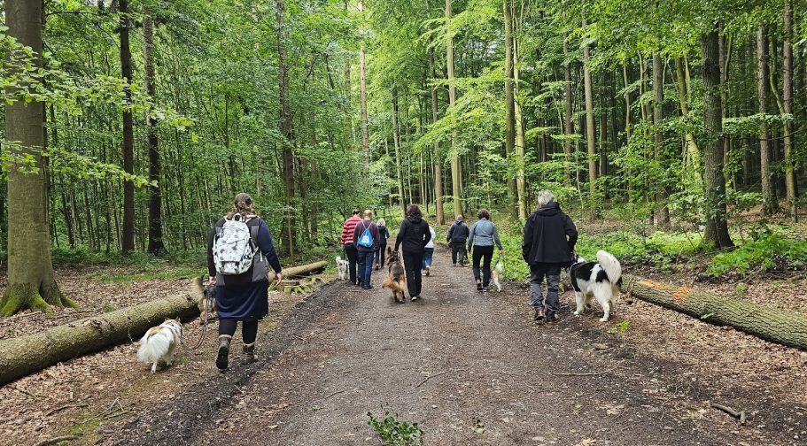 Hundetraining im Wald