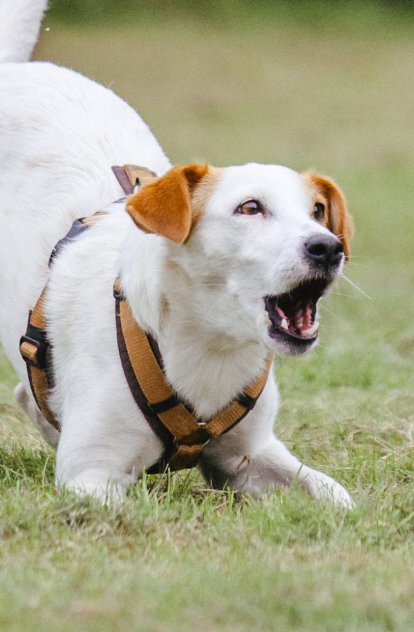 übermäßiges Bellen - Belastung für Dich und Deinen Hund