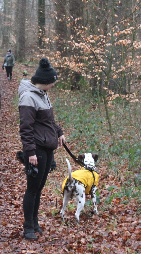 Aufmerksamkeit Deines Hundes verbessern