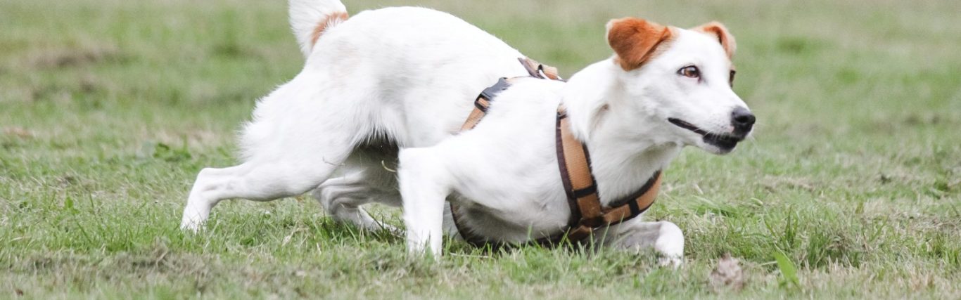 Anti Jagd Training in den Alltag integrieren