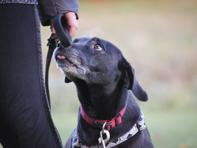 Angst- und Tierschutzhunde