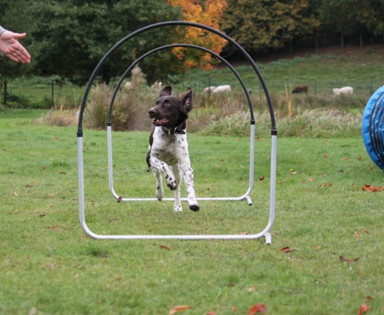 Unser Hoopers Agility Kurs