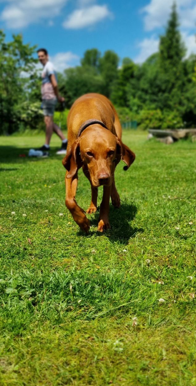 Angst- und Tierschutzhunde