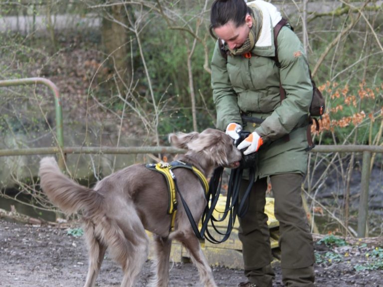 Einzeltraining Hundeschule Geesthacht