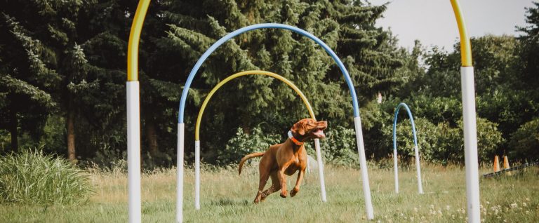 Hoopers Pacours Training