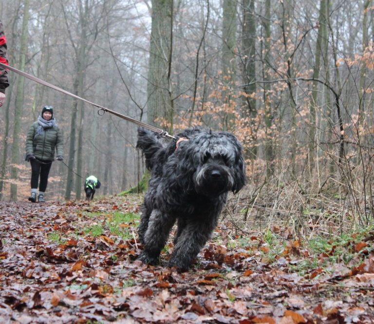 Hundetraining: kein Ziehen an der Leine mehr