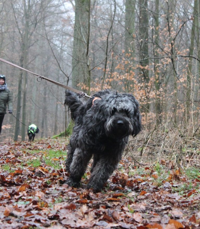 Trainingsspaziergänge Geesthacht